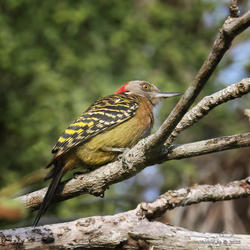 HISPANIOLAN WOODPECKER (Melanerpes striatus) - Stng / Close